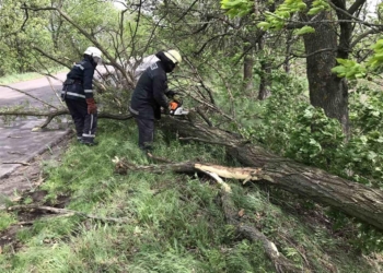 На Николаевщине спасатели оперативно убрали два дерева, упавших на дорогу (ФОТО)