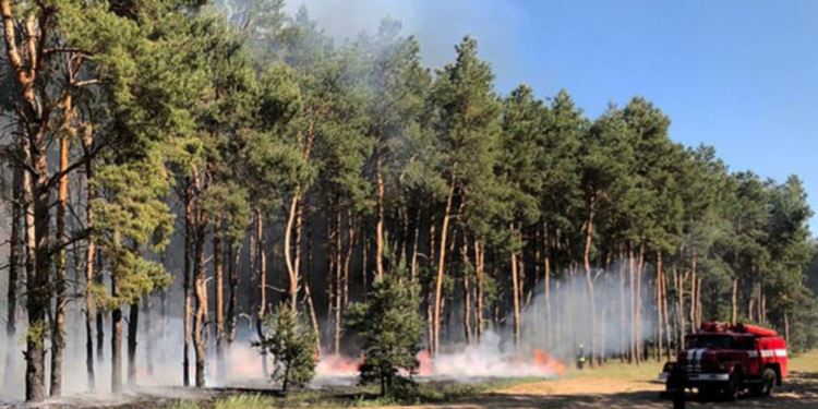 В Вознесенском, Витовском районах области и в Корабельном районе Николаева горел лес – виноваты поджигатели (ФОТО)