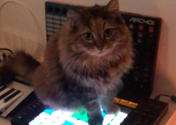 Находка: кошка посидела на MIDI-контроллере и записала эмбиент-альбом (АУДИО)