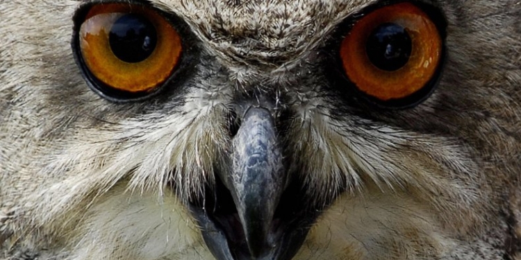 Огромная сова поселилась на подоконнике обычной квартиры. Теперь она с птенцами смотрит ТВ через окно (ФОТО, ВИДЕО)