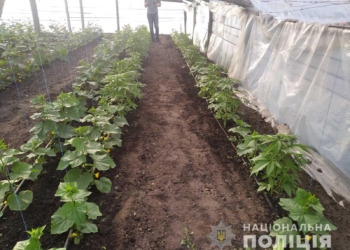 У жителя Вознесенского района изъяли около 40 кустов конопли, которые он выращивал среди овощей в теплице (ФОТО)