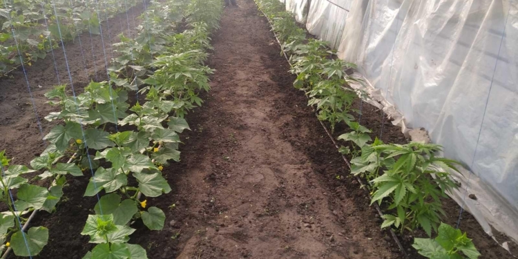 У жителя Вознесенского района изъяли около 40 кустов конопли, которые он выращивал среди овощей в теплице (ФОТО)