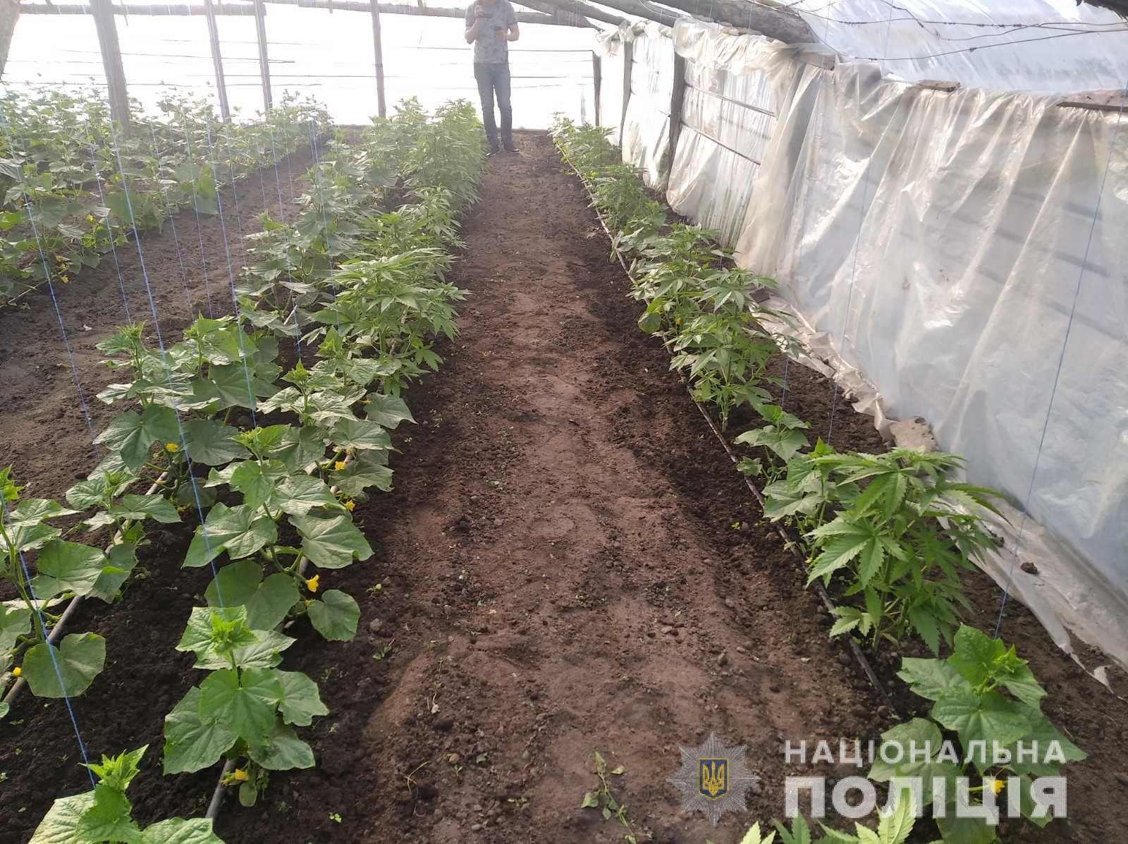 У жителя Вознесенского района изъяли около 40 кустов конопли, которые он выращивал среди овощей в теплице (ФОТО)