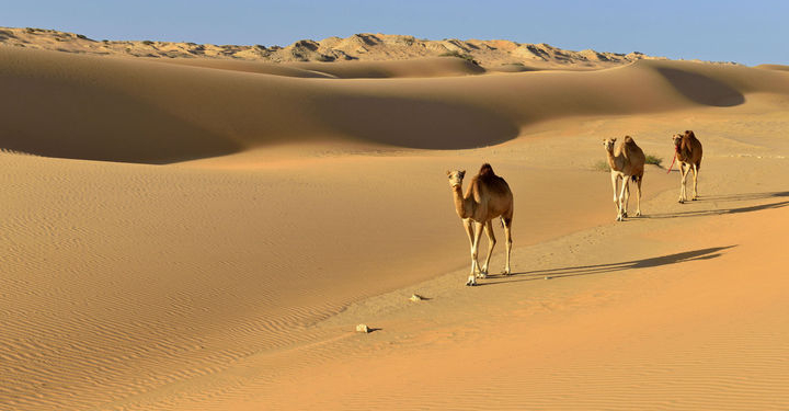 Глобальное потепление превратит Сахару в цветущий сад