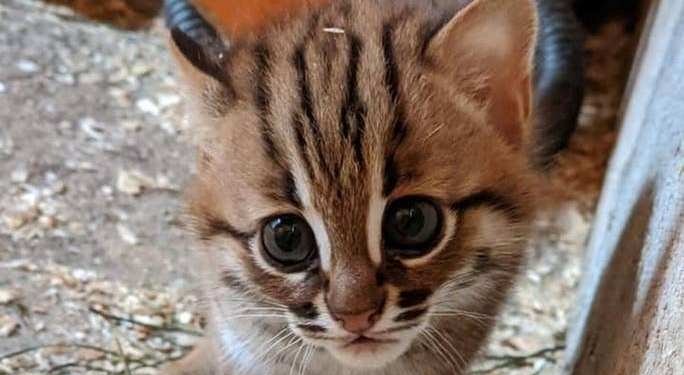 В Британии родилась пара самых маленьких диких кошек (ФОТО, ВИДЕО)