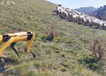Робот-пес учится пасти овец в Новой Зеландии (ФОТО, ВИДЕО)