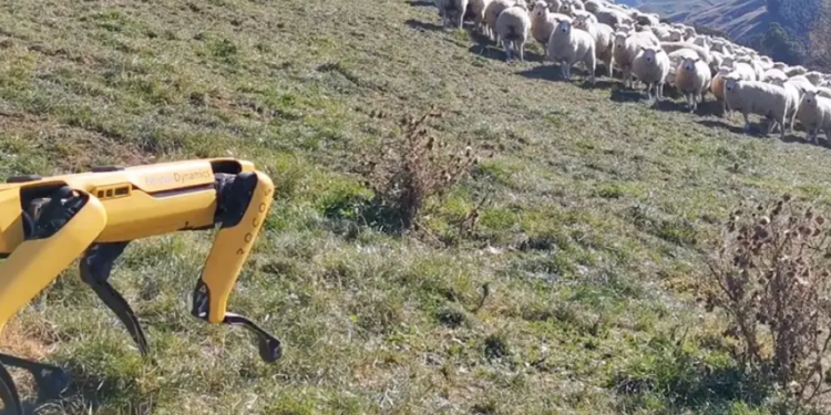 Робот-пес учится пасти овец в Новой Зеландии (ФОТО, ВИДЕО)