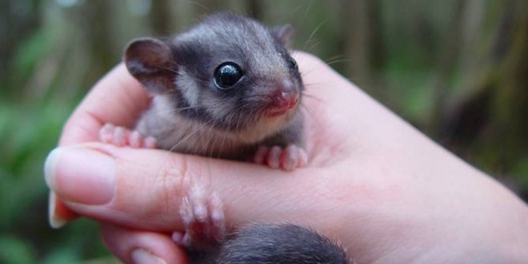 Опоссум выиграл дело в суде против лесопромышленной компании