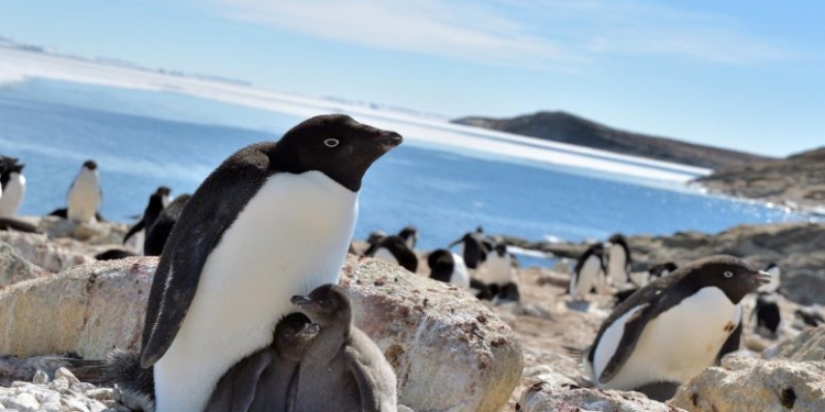 Пингвины Адели могут выиграть от глобального потепления