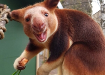 Научился открывать двери: древесный кенгуру, спасенный людьми от гибели, каждое утро возвращается в человеческий дом (ВИДЕО)