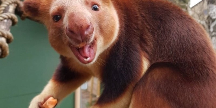 Научился открывать двери: древесный кенгуру, спасенный людьми от гибели, каждое утро возвращается в человеческий дом (ВИДЕО)