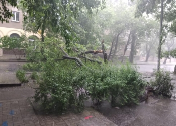 В Николаеве сильная гроза свалила дерево у Николаевской типографии (ФОТО)