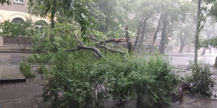 В Николаеве сильная гроза свалила дерево у Николаевской типографии (ФОТО)