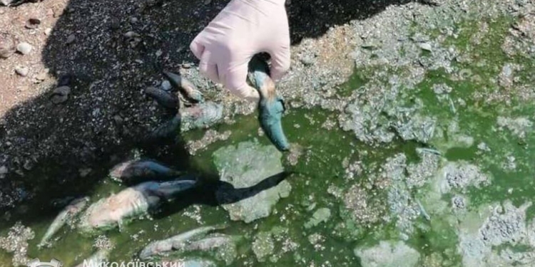 15 бычков на 1 кв.м: под Николаевом на Бугском лимане зафиксирован замор рыбы (ФОТО)