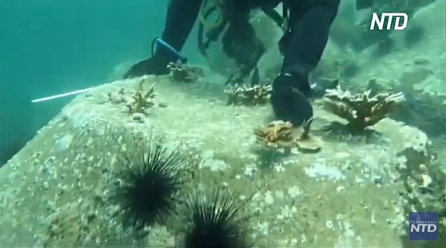Дайверы высаживают кораллы у побережья ОАЭ (ВИДЕО)