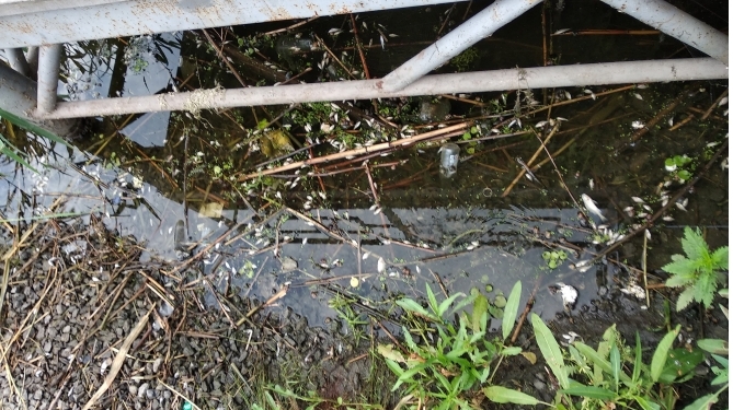 Замор рыбы на реке Мертвовод на Николаевщине в Госэкоинспекции связывают с сероводородом