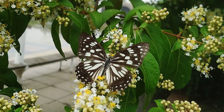 Солнечные батареи могут стать эффективнее с помощью крыльев бабочек