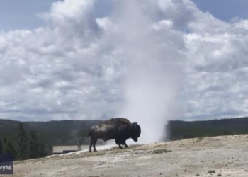 «О, тепленькая пошла»: бизон целенаправленно пришел к гейзеру в Йеллоустонском парке, чтобы принять ванну (ВИДЕО)