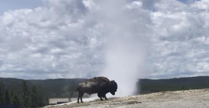«О, тепленькая пошла»: бизон целенаправленно пришел к гейзеру в Йеллоустонском парке, чтобы принять ванну (ВИДЕО)