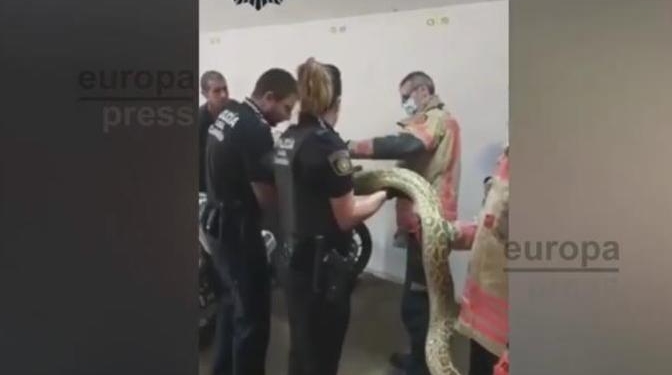 Как в Испании спасли трехметрового питона, выпавшего с пятого этажа дома (ВИДЕО)