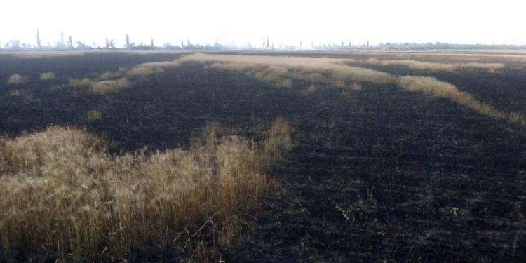 В Николаевской области выгорело свыше 23 га пшеницы на корню и 1,5 га лесополосы
