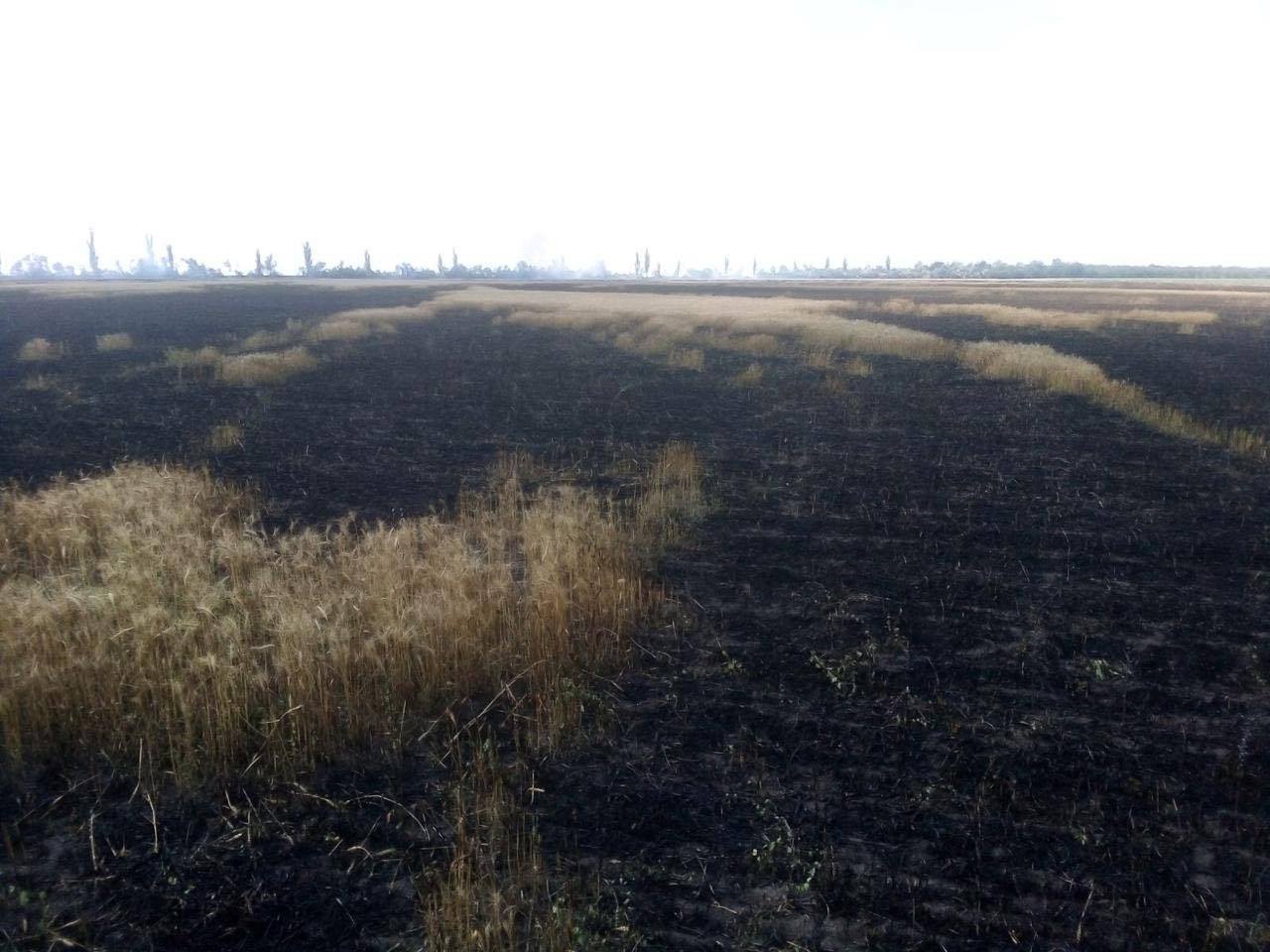 В Николаевской области выгорело свыше 23 га пшеницы на корню и 1,5 га лесополосы