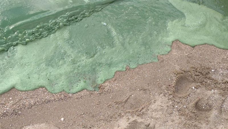 В Госэкоинспекции проанализировали, почему пляж «Чайка» в Николаеве покрылся зеленой пеной 1