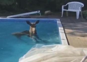 Поплавал и ушел в лес: в столице Канады лось забрался в бассейн у частного дома (ВИДЕО)