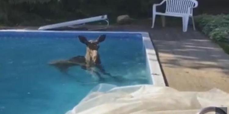 Поплавал и ушел в лес: в столице Канады лось забрался в бассейн у частного дома (ВИДЕО)