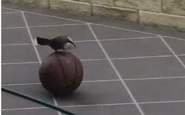 Майкл Джордан птичьего мира (ВИДЕО)