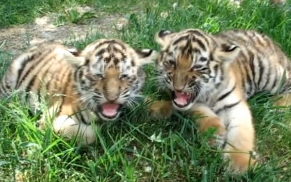 Их тоже нужно защищать и любить: Николаевский зоопарк оригинально поздравил с Днем защиты детей (ВИДЕО)