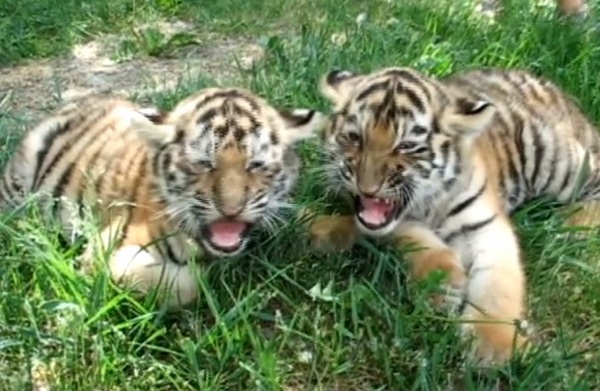 Их тоже нужно защищать и любить: Николаевский зоопарк оригинально поздравил с Днем защиты детей (ВИДЕО) 1