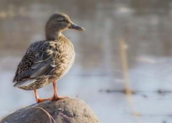 Из Бердянского зоопарка украли утку и требовали за нее выкуп