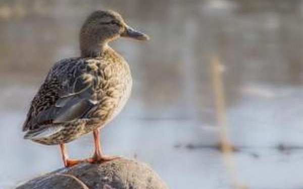 Из Бердянского зоопарка украли утку и требовали за нее выкуп