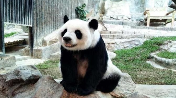 В Таиланде завтра откроются шесть зоопарков – бесплатно для посетителей