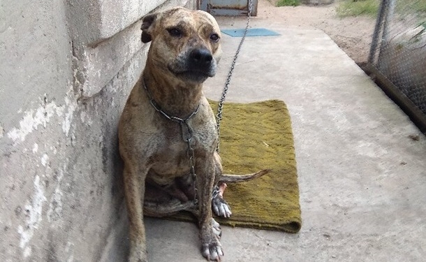 Питбультерьера, изъятого по решению суда у хозяйки, купила на аукционе замминистра юстиции