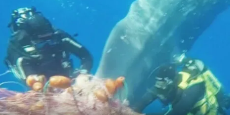 Береговая охрана больше часа резала рыбацкие сети, чтобы спасти кашалота (ВИДЕО)