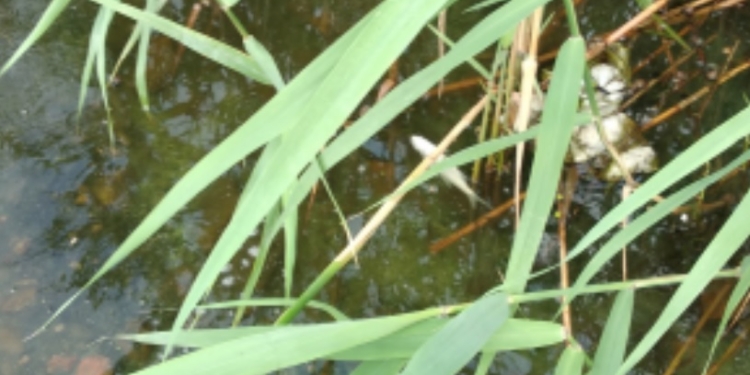 В Вознесенске на реке Мертвовод зафиксирован массовый замор рыбы (ФОТО)