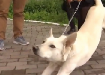 В Украине определили беспородную собаку с самыми длинными ушами (ВИДЕО)