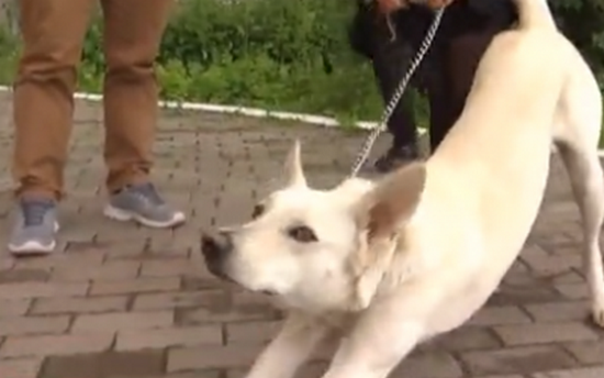 В Украине определили беспородную собаку с самыми длинными ушами (ВИДЕО)