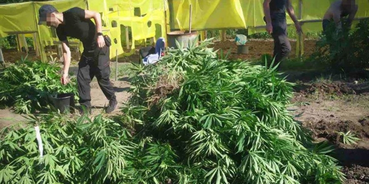 На Николаевщине полиция пресекла деятельность «наркоагрария», вырастившего 600 кустов сортовой конопли (ФОТО, ВИДЕО)