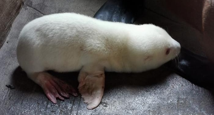 Котик-альбинос стал сенсацией Гамбургского зоопарка (ФОТО)