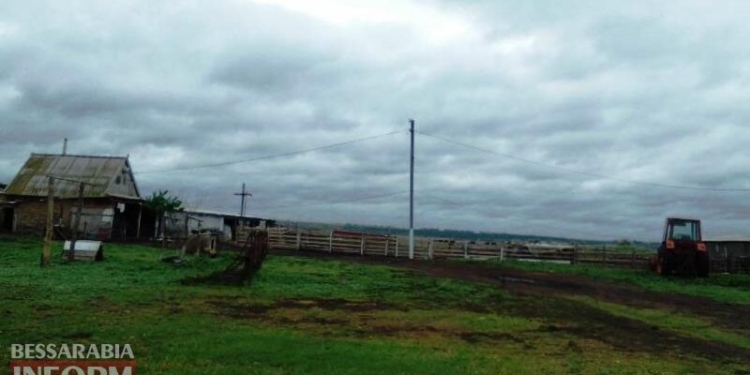 Собаки не помогли. В Одесской области шакалы напали на стадо овец (ФОТО)