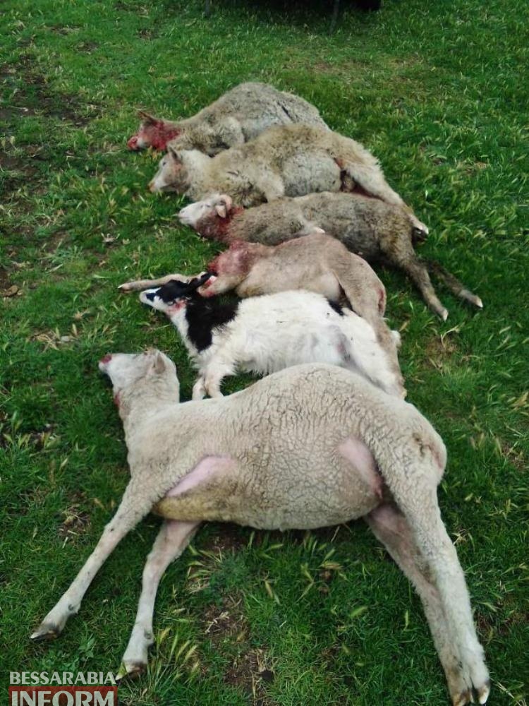 Собаки не помогли. В Одесской области шакалы напали на стадо овец (ФОТО) 1