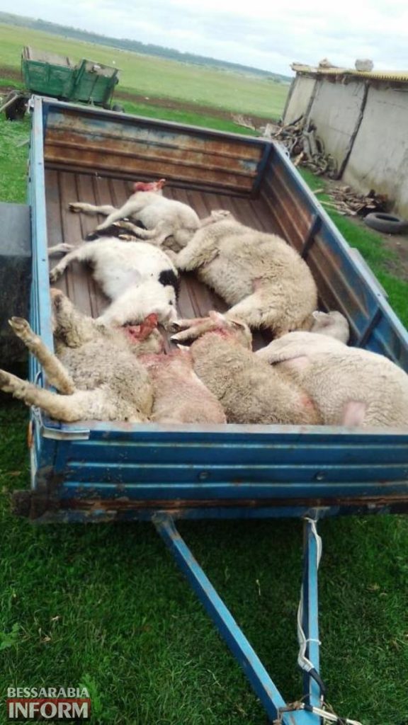 Собаки не помогли. В Одесской области шакалы напали на стадо овец (ФОТО) 3