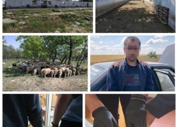 В Одесской области мужчина похитил стадо овец
