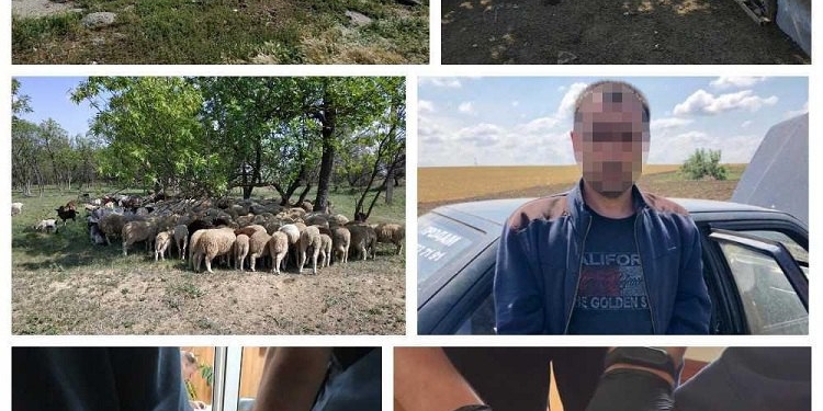 В Одесской области мужчина похитил стадо овец