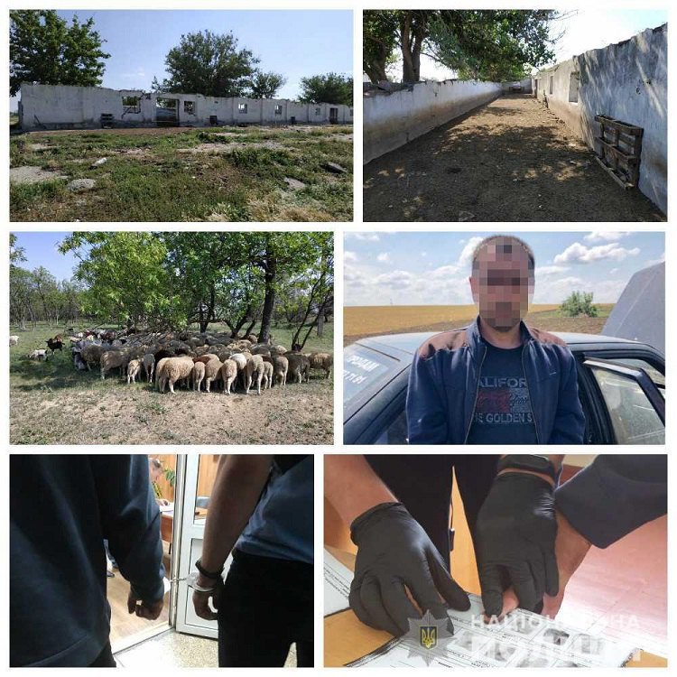 В Одесской области мужчина похитил стадо овец 1