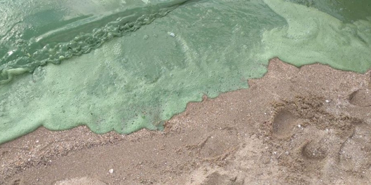 В Николаеве пляж “Чайка” покрылся зеленой пеной. Горожанам советуют обращаться к губернатору (ФОТО)