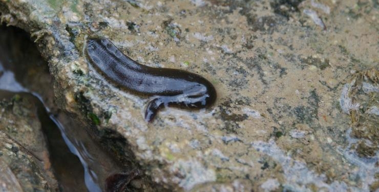 Харьковские зоологи  открыли новый вид пиявок